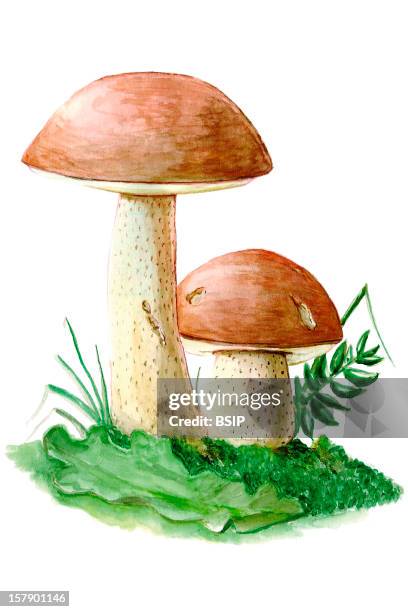 Summer Bolete Summer Bolete .Boletus Aestivalis , Summer Mushroom , Cep , Bolete , Boletaceae , Boletales , Basidiomycetes , Mushroom