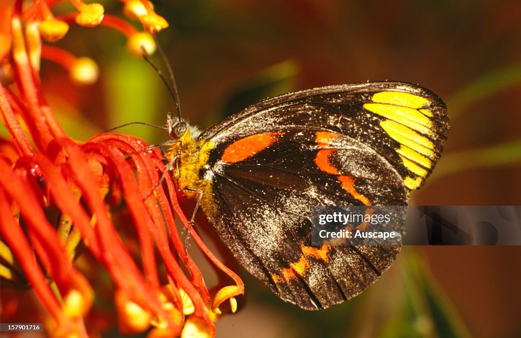 Black jezebel