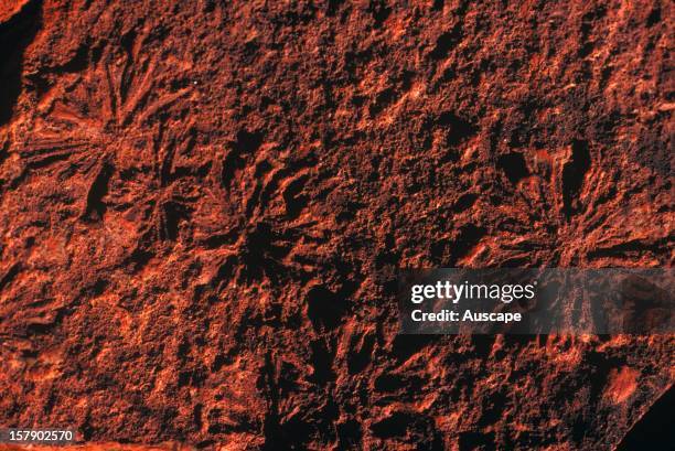 Impressions left by salt crystals in 3.5 billion year old mudstone. The PIlbara craton and the Kaapvall craton in South Africa are the only remaining...