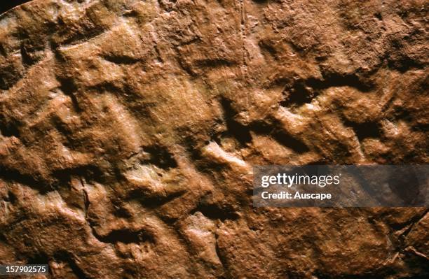 Tetrapod footprints in cast, the worlds oldest, dating back 350 million years. Originally from Genoa River, Victoria, Australia.