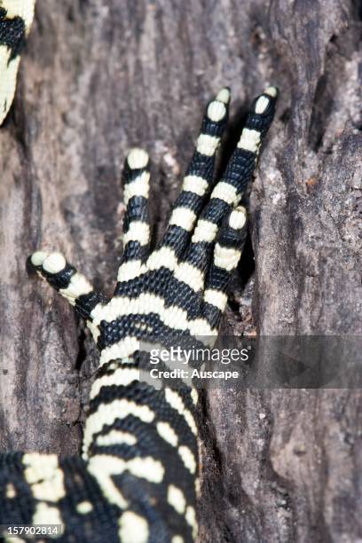 Lace monitor , forefoot. Cardwell Range, North Queensland, Australia.