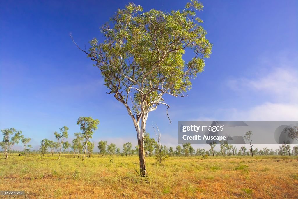 Savannah Mathre Mature savannah woodland, Broadmere Station, western Gulf of... News ...
