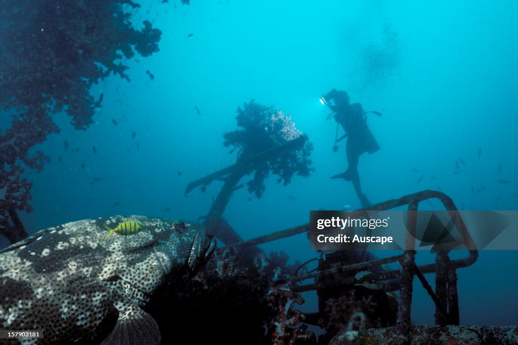 Brown-marbled grouper