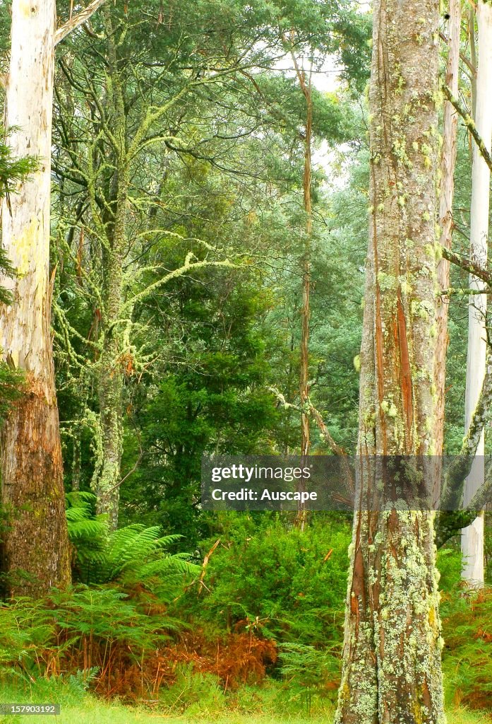 Temperate wet sclerophyll forest