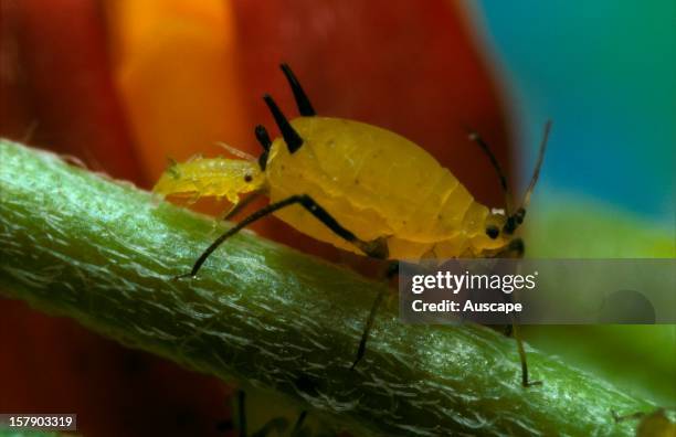 An aphidNot identifiedproducing live young. The species appears to be a specialist feeder on Milkweed, introduced to Australia from North America,...