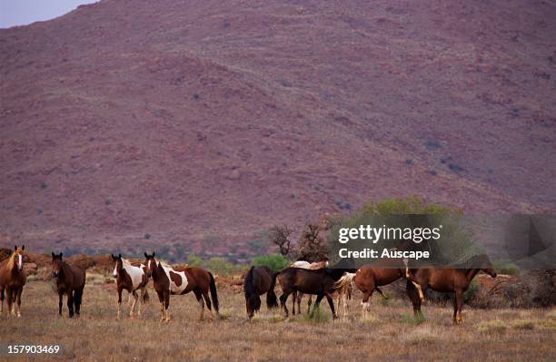Musgrave Rang 21 Musgrave Ranges Stock Photos, High-Res Pictures, and Images - Getty ...