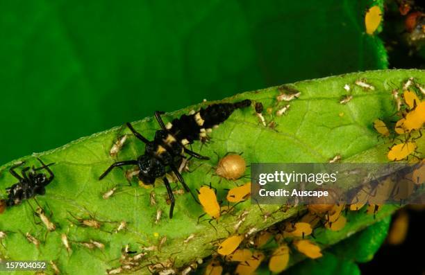 An aphid , preyed upon by Ladybird larva. The species appears to be a specialist feeder on Milkweed, introduced to Australia from North America, the...