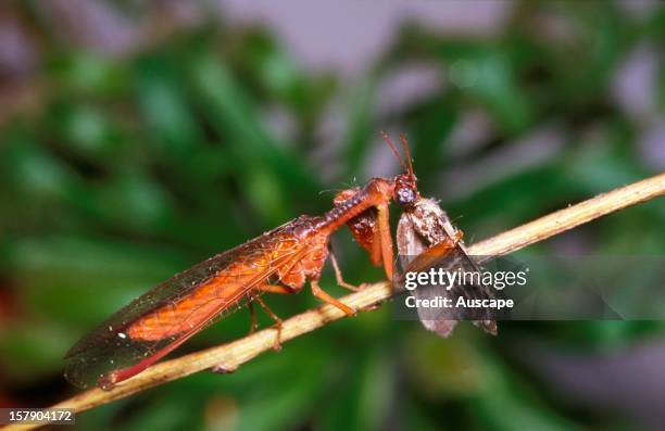 Mantis Moth Mantis lacewing , seizing a moth with its raptorial legs. Australia ...