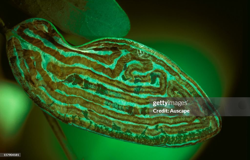 A leaf mining moth