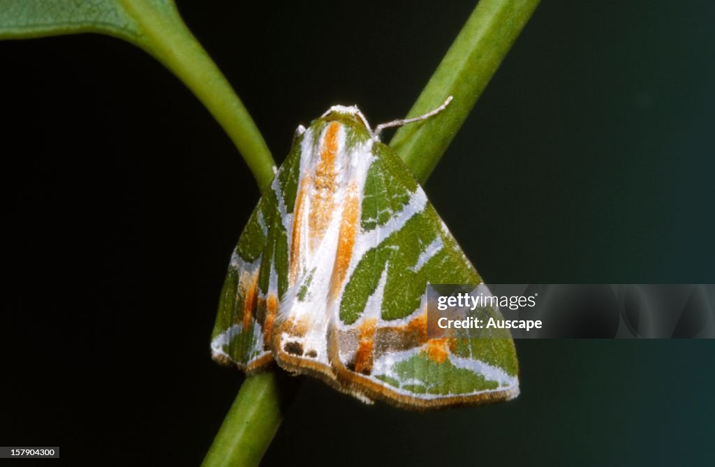 A geometrid moth
