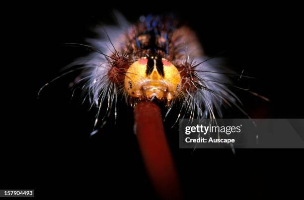 Moth , detail of caterpillar showing six eyes on either side of head. Australia.