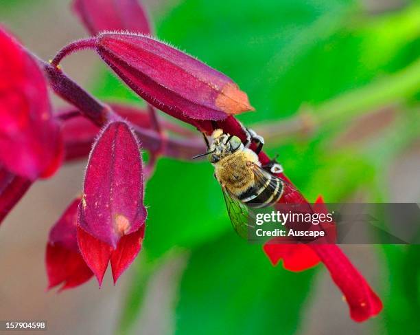 Blue banded bee 'thieving' nectar from Salvia van Houttei flower by making a hole at the base of the flower, thus avoiding the pollen at the...