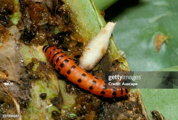 Cactus moth , larva and pupa. Australia.