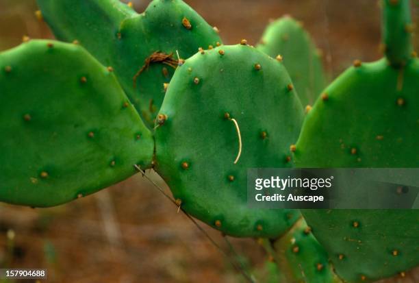 Cactus moth , eggstick built up on thorn of Opuntia cactus blade. A successful introduction to control Prickly pear.Photo: Australia.