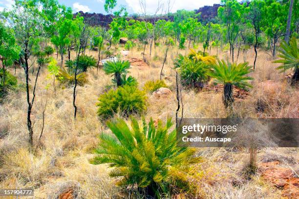 Cycadgrove in monsoon savannah woodland in the dry season in Boab Valley, a scenic woodland in the headwaters of MacNamara Creek, a tributary of the...