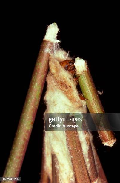 Saunders' case moth . The caterpillar temporarily attaching severed end of stem to outside rim of its case. Series illustrating case building: image...