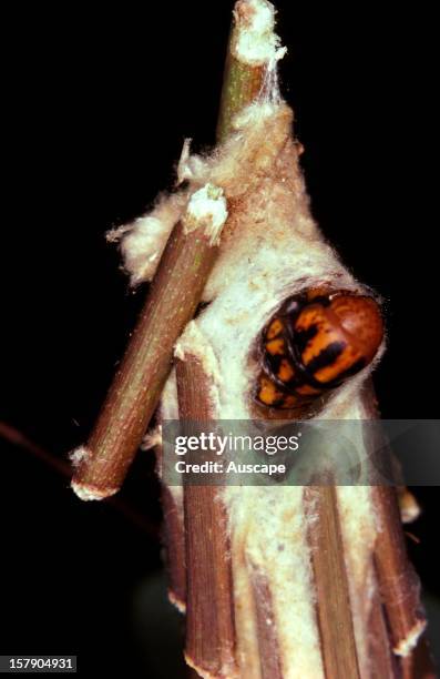 Saunders' case moth . The caterpillar withdraws inside its case and bites a hole in the silk through which it will detach the severed stick. Series...