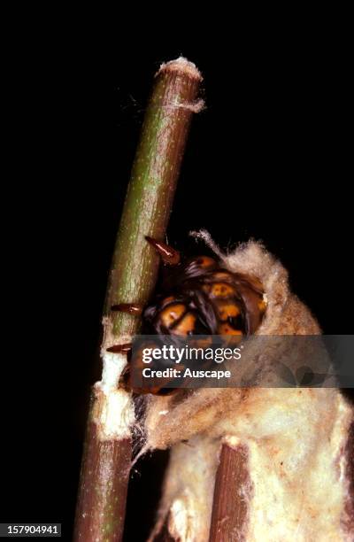 Saunders' case moth . The caterpillar, inside its silken case, bites through the stem to which the case is attached. Series illustrating case...