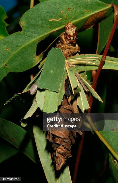 Leaf case moth ,larva feeding from case of silk and leaf fragments. Australia.