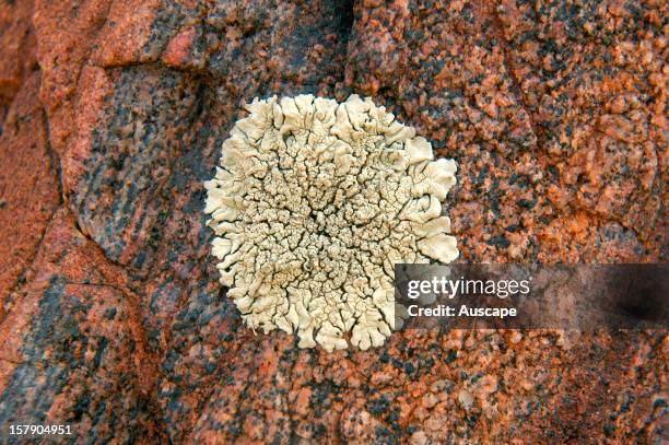 Crustose lichen on mineralised rocky outcrop. Boolcoomatta Bush Heritage Australia Reserve, northeastern South Australia.