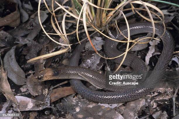 Brigalow scaly-foot , a legless lizard that rears up when threatened.. Chesterton Range National Park, Queensland, Australia.