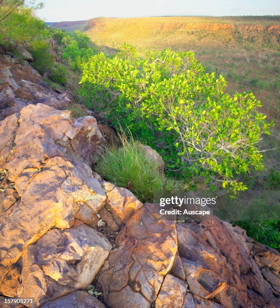 Ancient rocks on the rim of the cliff-lined wilderness MacNamara Creek valley. Phillips Range, Marion Downs Wildlife Sanctuary, northern Western...