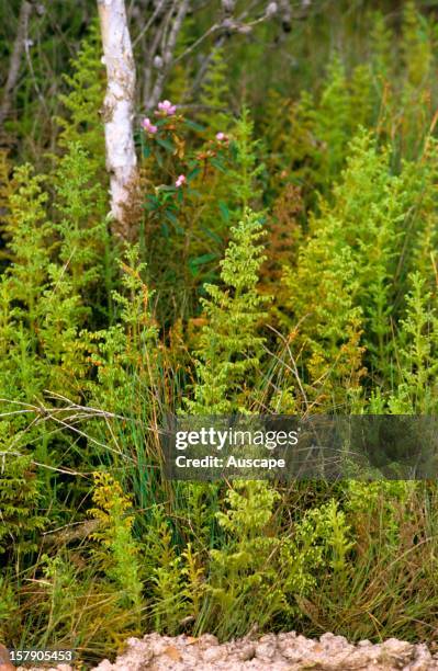 Fir club moss , erect plant branching two or three times, in sheltered sites such as under shrubs; subalpine. New South Wales, Victoria, Tasmania,...