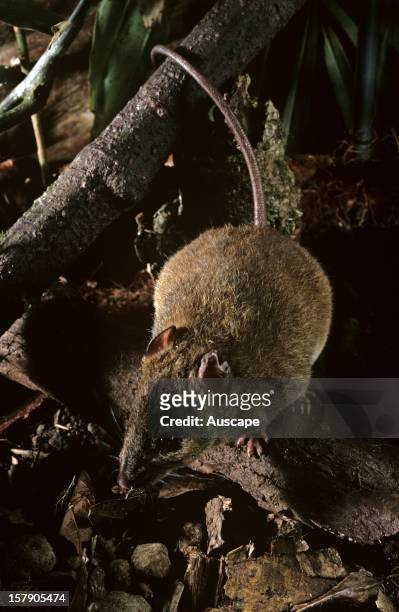 Fawn-footed melomys , nocturnal native rodent. Cape Tribulation, Daintree National Park, North Queensland, Australia.