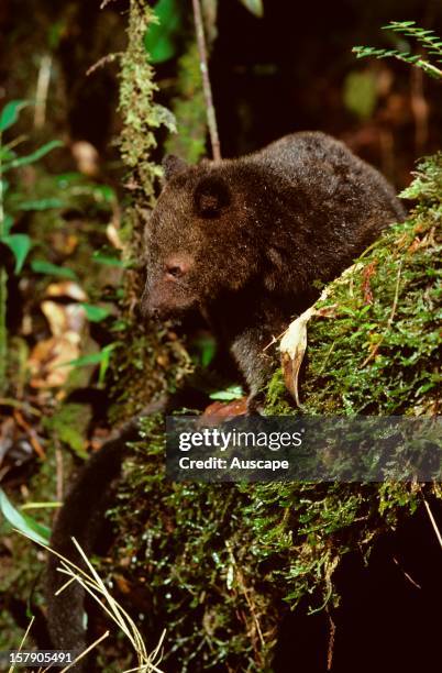 Dendrolagus Scottae Photos And Premium High Res Pictures Getty Images dendrolagus-scottae-photos-and-premium-high-res-pictures-getty-images