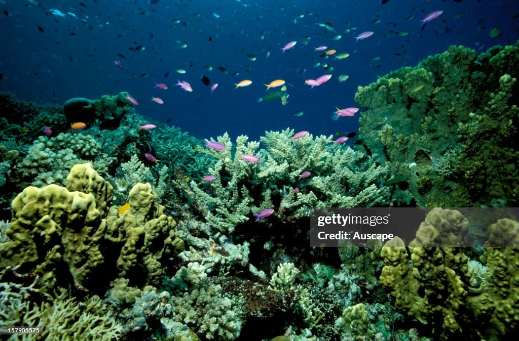 Coral garden and fishes