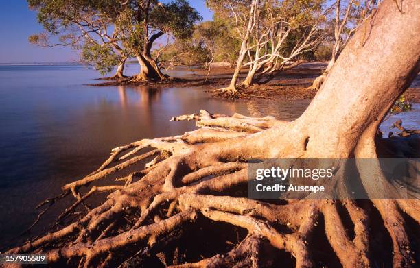 Grey Root Map Grey Roots Photos and Premium High Res Pictures - Getty Images