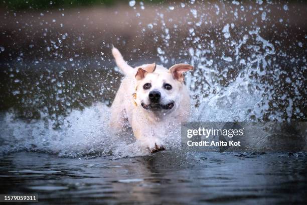 dog running in the water - anita stock pictures, royalty-free photos & images