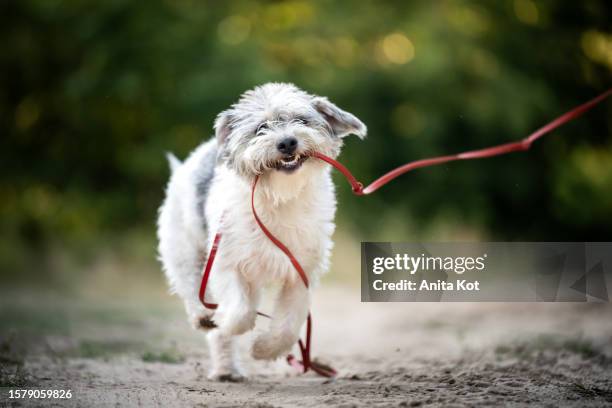 irish glen of imaal terrier on a walk - small dog teeth stock pictures, royalty-free photos & images