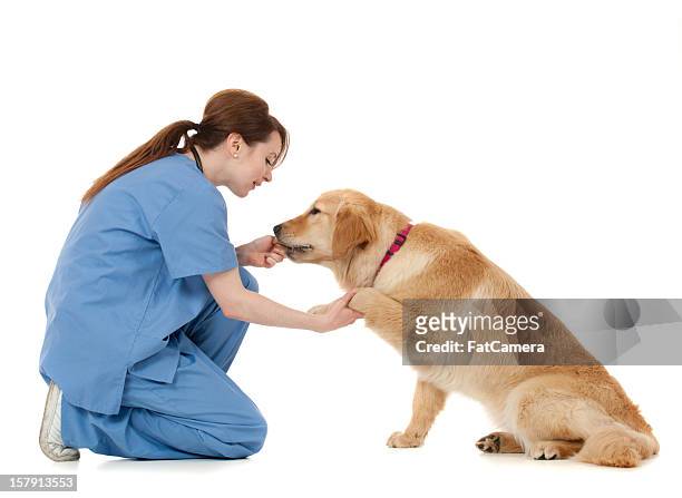 veterinário - profissão relacionada com animais - fotografias e filmes do acervo