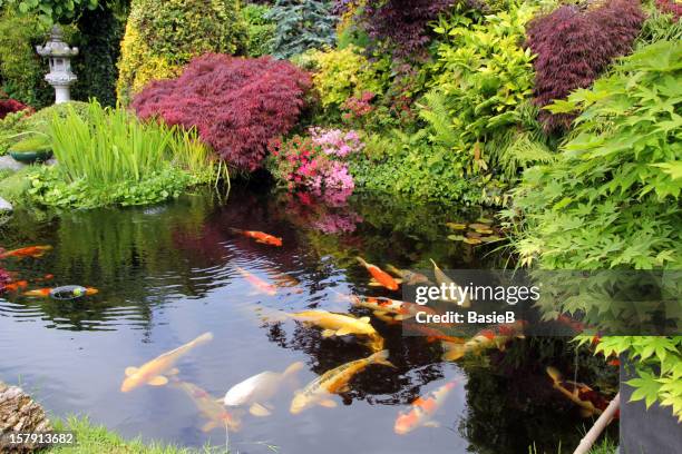 jardin japonais avec carpes koï - étang photos et images de collection