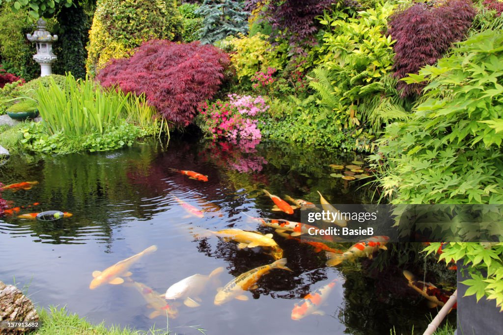 Japanese garden with koi fish