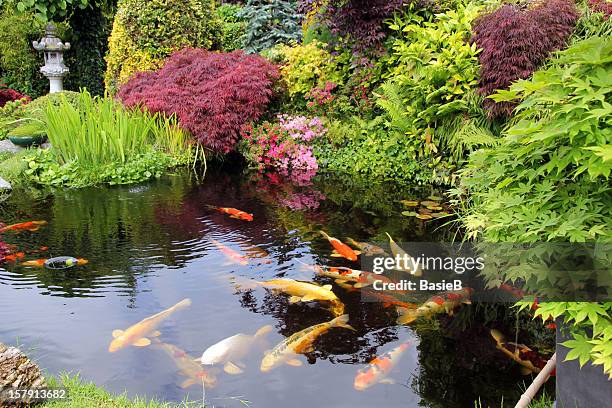 japanese garden with koi fish - water garden bildbanksfoton och bilder