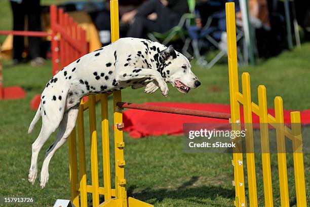 dálmata - dog agility imagens e fotografias de stock