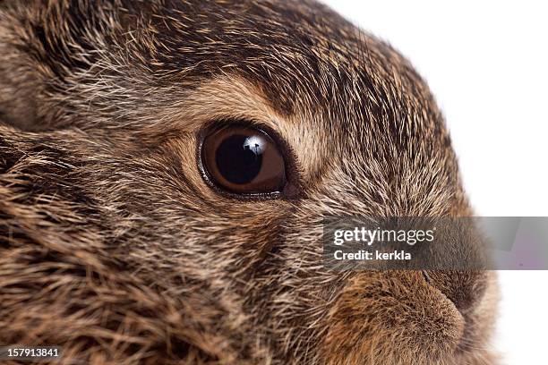 brown hare baby - brown eyes 個照片及圖片檔