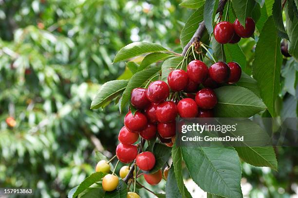 close-up of ripening cherries on tree - cherry tree stockfoto's en -beelden