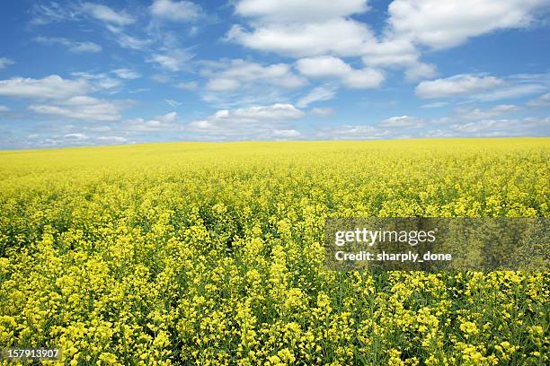 xxxl hellen canola field - canola stock-fotos und bilder