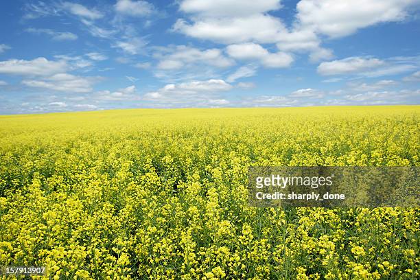 xxxl bright canola field - rural iowa stock pictures, royalty-free photos & images