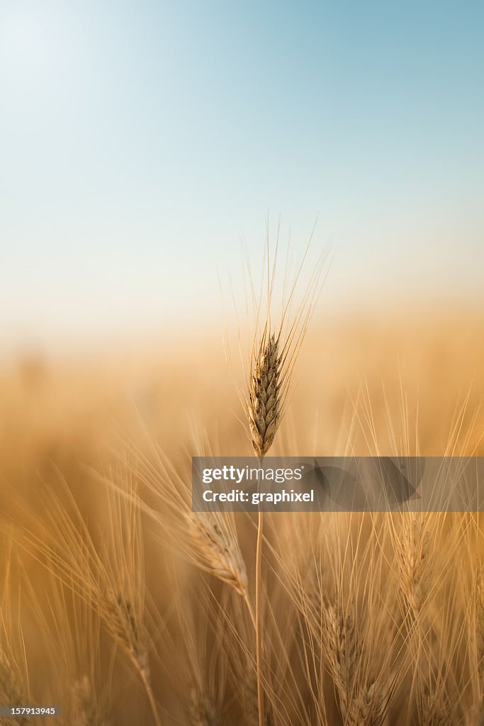 Golden wheat field