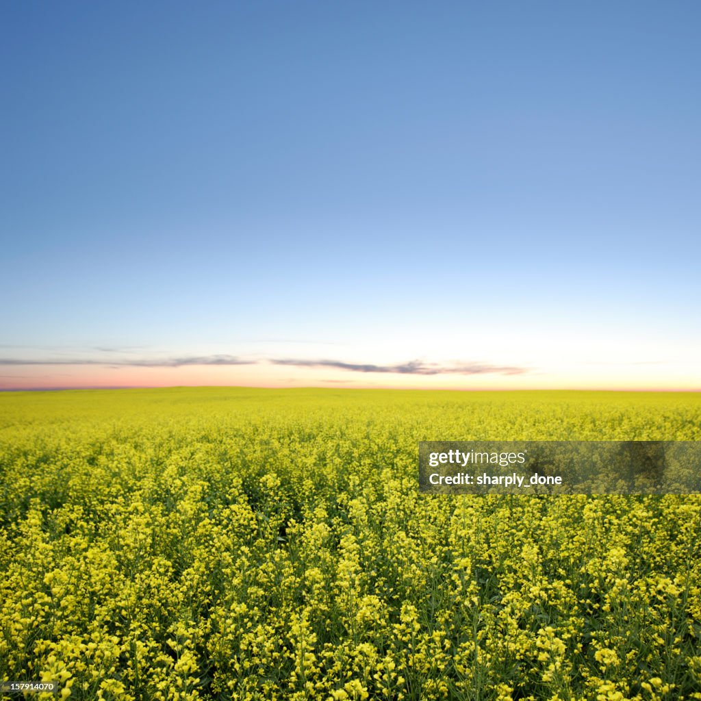 XXXL canola field twilight