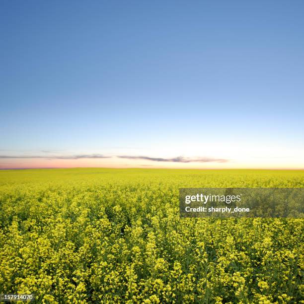 xxxl canola field crepúsculo - manitoba imagens e fotografias de stock