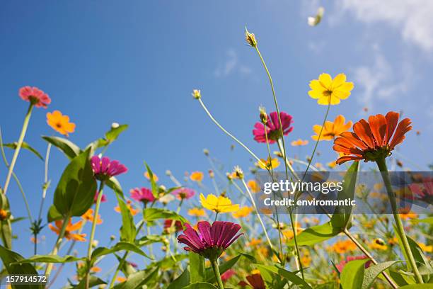 hermosas flores silvestres en un prado. - flor silvestre fotografías e imágenes de stock