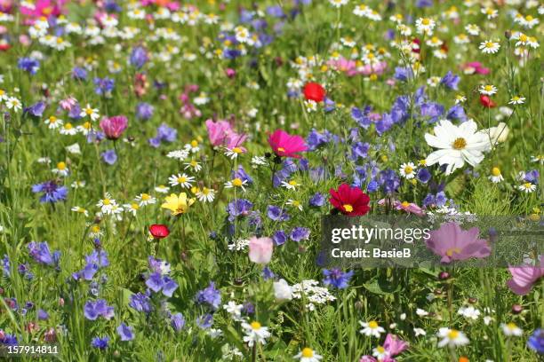 colourful meadow with flowers and herbs - black eyed susan stockfoto's en -beelden