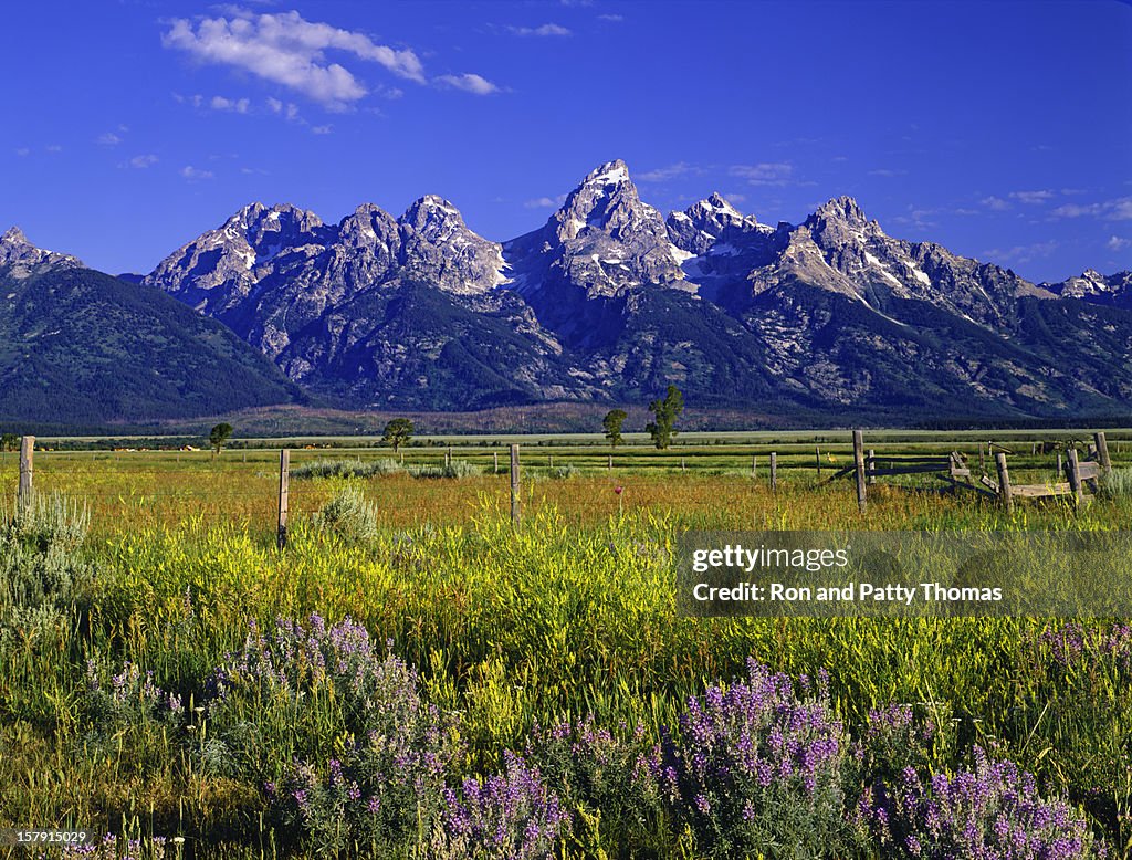 Mountains and wildflowers at Grand Teton National Park