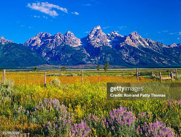 mountains and wildflowers at grand teton national park - wyoming stock pictures, royalty-free photos & images