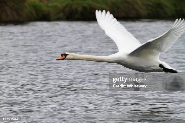 flying mute swan cygnus olor - mute swan stock pictures, royalty-free photos & images